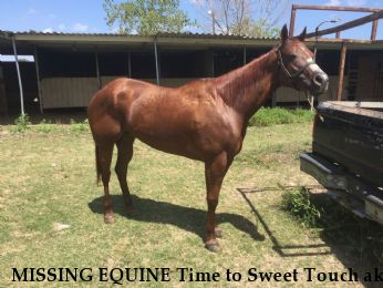MISSING EQUINE Time to Sweet Touch aka Sweetie, REWARD  Near Houston, TX, 77048